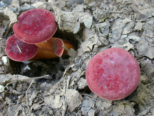 Boletus da determinare >>> n� 7
